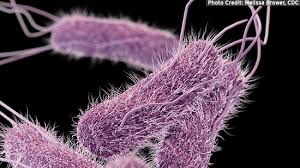 Most types of salmonella cause an illness called salmonellosis, which is the focus of this. Salmonella