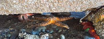 6 Tips For Tide Pooling Citizens For A Healthy Bay