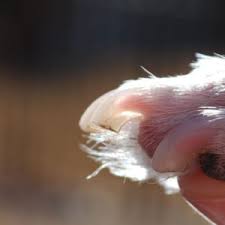 t nails show beagles