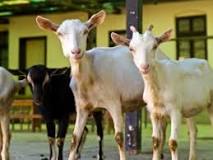 Can I eat goat meat daily?