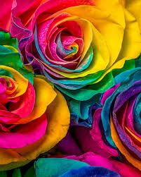 rose flowers colorful petals hd