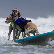 world dog surfing chionships