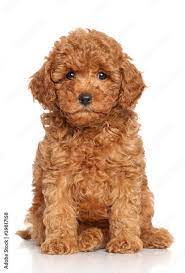 miniature poodle puppy stock foto