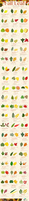 Fall Leaf Identification Guide Daily Infographic