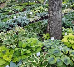 about the hosta hideaway