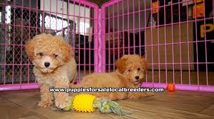 aprticot toy poodle puppies