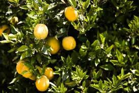 How Often Should You Fertilize Citrus Trees Home Guides