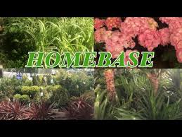 Homebase Indoor And Outdoor Plants 2022