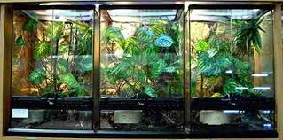 choosing the best cage for your chameleon