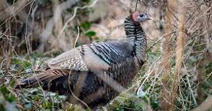 where-do-wild-turkeys-come-from