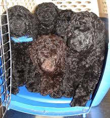 chocolate brown poodle puppies