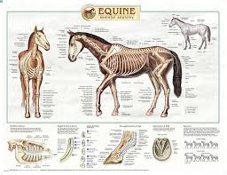 Equine Skeletal Anatomy Laminated Chart Poster