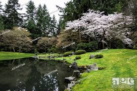 Pond And Cherry Blossums In Nitobe