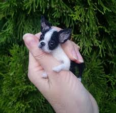 miniature of boston terrier puppy