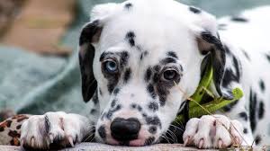 Znajdź obrazy z kategorii pies tapety. Pies Dalmatynczyk Lapki Dogs Dog Photos Dalmatian