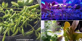 10 Indoor Garden Ideas To Beat The