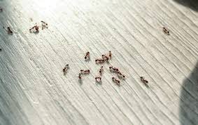 ants more than just a summer pest