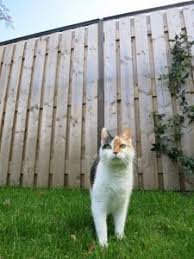 Keeping your cat safe at home without installing an ugly cat fence. Cat Confinement Australian Pet Welfare Foundation