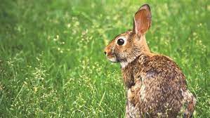 keep rabbits out of the yard and garden