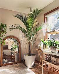 21 Low Light Indoor Palms That Need No