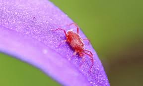 spider mite control and treatments for