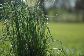 Onion Grass Southside Permaculture Park