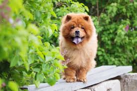 15 cute small teddy bear dog breeds