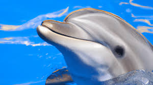 dolphin isted therapy making waves