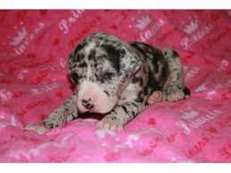 The current median price of great danes in des moines is $1,125.00. Great Dane Puppies In Iowa