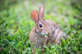 garden rabbit control and deter tips
