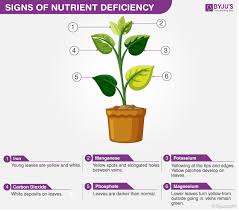Deficiency Symptoms In Plants Types