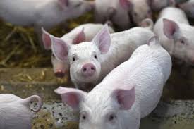 Lihat ide lainnya tentang gambar, bayi babi, babi. 60 Koleksi Gambar Hewan Babi Hutan Hd Terbaik Gambar Hewan