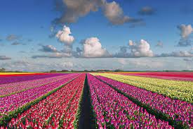 Keukenhof, also known as the garden of europe, is one of the world's largest flower gardens, situated in the municipality of lisse, in the netherlands. Fun For The Whole Family At Keukenhof Gardens Radisson Blu