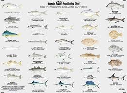 Fg504 60 Fish Of The Gulf Of Mexico And Surrounding Florida