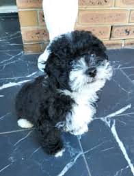 small shmoodle pup toy poodle maltese
