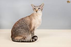 It is outgoing and affectionate that will surely keep the asian cat came from a breeding programme led by baroness miranda von kirchberg in the uk. The Uk S Top 10 Most Popular Cat Breeds Pets4homes