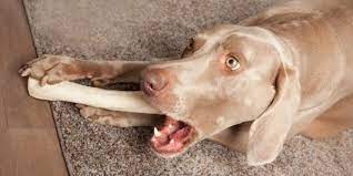Potential Dangers of Popular Dog Chews