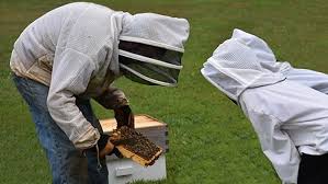 beekeeping 101 a 10 step guide to