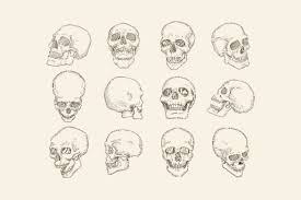 human skull anatomy pictures of head