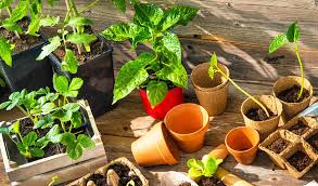 How To Grow A Vegetable Garden 7