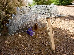 If you trap the mother, the young will eventually die inside your attic causing a moral dilemma and an unpleasant odor. How To Make Squirrel Traps Homemade Types Of Squirrels Habits Facts Feeder