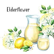 Get ftd® flower delivery today! Elder Flower Stock Illustrations 1 077 Elder Flower Stock Illustrations Vectors Clipart Dreamstime
