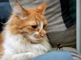 Your cat will experience some localised pain and irritation from the sting, just like a human, but this should go away after a short period of time. The Best Ways To Treat A Cat Bee Sting Fetch Pet Care