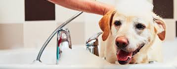 how to prevent wet dog smell after your