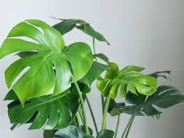 Get a watering pot and hold it directly over the plant. How To Care For Popular Monstera Indoor Tropical Plant Swiss Cheese Plant Hgtv