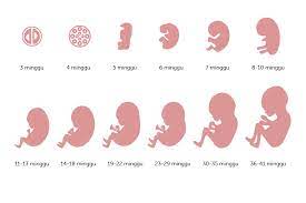 Perkembangan bayi pada usia 1 bulan. Ini Perkembangan Bayi Dalam Kandungan Dari Minggu Ke Minggu Alodokter