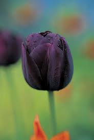 holland tulipan hagyma 6