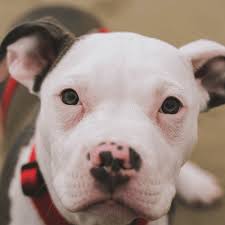 how to train a pit bull puppy pethelpful