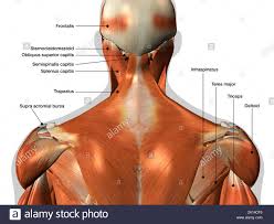 Labeled Anatomy Chart Of Neck And Back Muscles On White