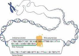 Nucleic Acid Function Dna Replication Transcription